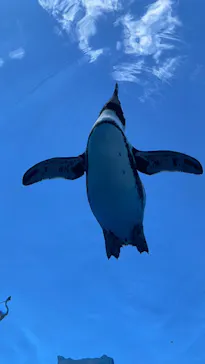 サンシャイン水族館に投稿された画像（2026/6/7）