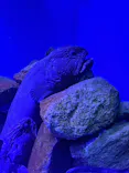 仙台うみの杜水族館に投稿された画像（2026/9/25）