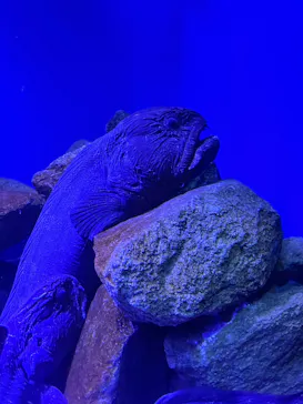 仙台うみの杜水族館に投稿された画像（2026/9/25）