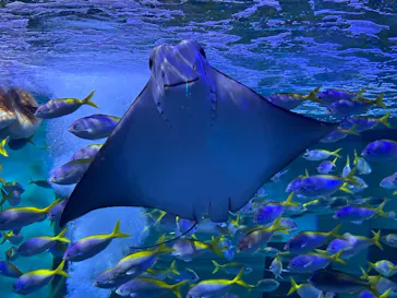 AQUARIUM × ART　atoaに投稿された画像（2026/9/25）