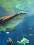 アクアワールド茨城県大洗水族館に投稿された画像（2026/9/25）