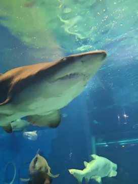 アクアワールド茨城県大洗水族館に投稿された画像（2026/9/25）