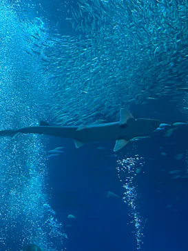 アクアワールド茨城県大洗水族館に投稿された画像（2026/9/25）
