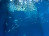 アクアワールド茨城県大洗水族館に投稿された画像（2026/9/25）