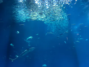 アクアワールド茨城県大洗水族館に投稿された画像（2026/9/25）
