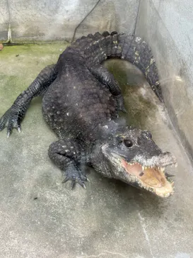 熱川バナナワニ園に投稿された画像（2026/9/25）