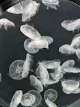 仙台うみの杜水族館に投稿された画像（2026/9/25）