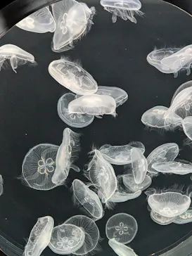 仙台うみの杜水族館に投稿された画像（2026/9/25）
