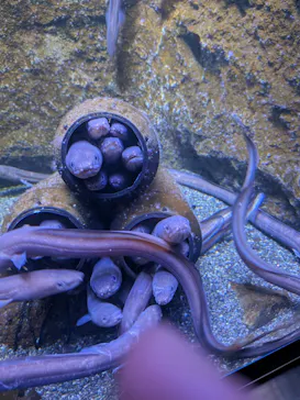 仙台うみの杜水族館に投稿された画像（2026/9/25）