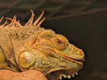 天王寺動物園に投稿された画像（2026/9/25）