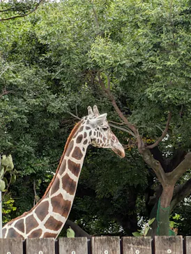 天王寺動物園に投稿された画像（2026/9/25）