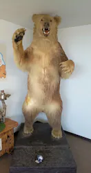 のぼりべつクマ牧場に投稿された画像（2026/9/25）