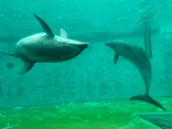 しながわ水族館に投稿された画像（2026/9/25）