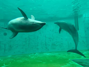 しながわ水族館に投稿された画像（2026/9/25）