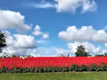 とっとり花回廊に投稿された画像（2026/9/25）