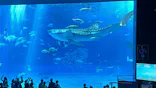 沖縄美ら海水族館に投稿された画像（2026/9/25）