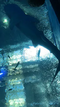 沖縄美ら海水族館に投稿された画像（2026/9/25）