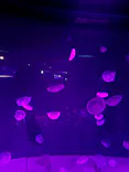 サンシャイン水族館に投稿された画像（2026/9/25）