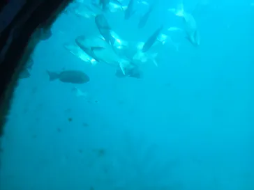 串本海中公園水族館に投稿された画像（2026/9/25）