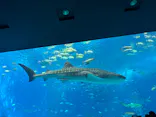 沖縄美ら海水族館に投稿された画像（2026/9/26）