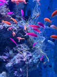 沖縄美ら海水族館に投稿された画像（2026/9/26）