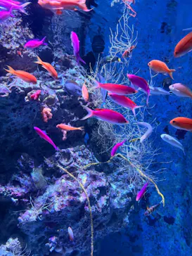 沖縄美ら海水族館に投稿された画像（2026/9/26）