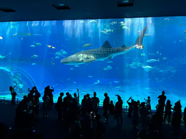 沖縄美ら海水族館に投稿された画像（2026/9/26）