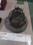 特別展　大絶滅展に投稿された画像（2026/9/26）