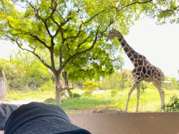 天王寺動物園に投稿された画像（2026/9/20）