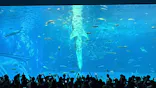 沖縄美ら海水族館に投稿された画像（2026/9/26）