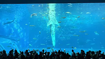 沖縄美ら海水族館に投稿された画像（2026/9/26）