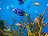 のとじま水族館に投稿された画像（2026/9/26）