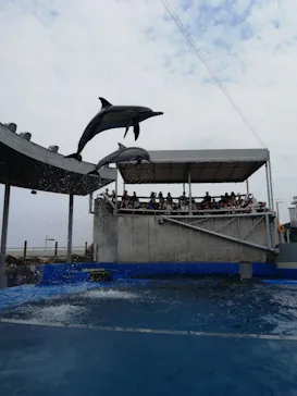 大分マリーンパレス水族館 「うみたまご」に投稿された画像（2026/9/26）