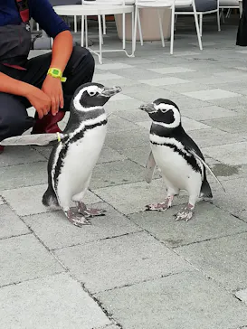 大分マリーンパレス水族館 「うみたまご」に投稿された画像（2026/9/26）