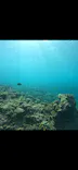 武藤潜水に投稿された画像（2026/9/26）