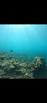 武藤潜水に投稿された画像（2026/9/26）