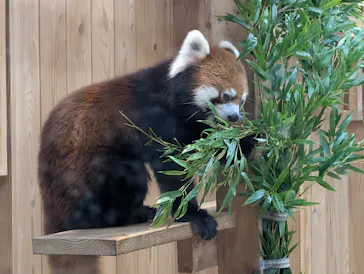 名古屋市東山動植物園に投稿された画像（2026/9/26）