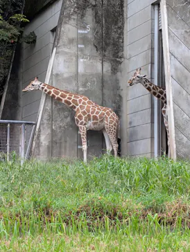 名古屋市東山動植物園に投稿された画像（2026/9/26）
