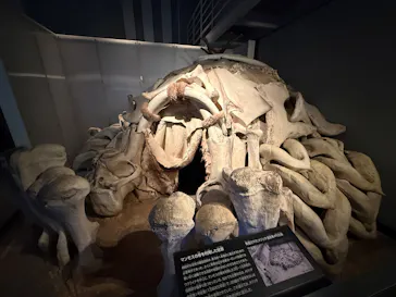 国立科学博物館に投稿された画像（2026/9/26）