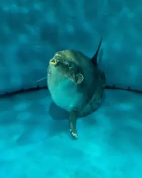越前松島水族館に投稿された画像（2026/9/26）