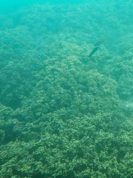 海陽町海洋自然博物館マリンジャムに投稿された画像（2026/9/26）