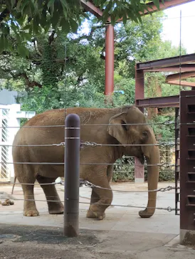 恩賜上野動物園に投稿された画像（2026/9/26）