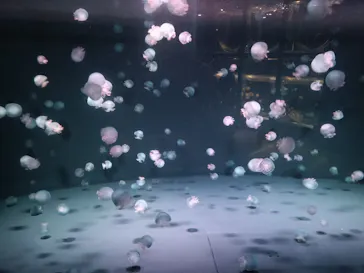 京都水族館に投稿された画像（2026/9/26）