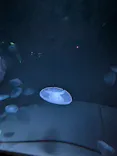 サンシャイン水族館に投稿された画像（2026/9/26）