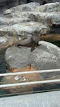 鴨川シーワールドに投稿された画像（2026/9/26）