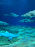 アクアワールド茨城県大洗水族館に投稿された画像（2026/9/26）
