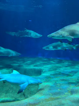 アクアワールド茨城県大洗水族館に投稿された画像（2026/9/26）