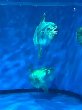 アクアワールド茨城県大洗水族館に投稿された画像（2026/9/26）