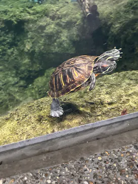 アクアワールド茨城県大洗水族館に投稿された画像（2026/9/26）