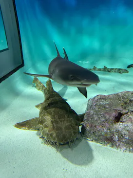 アクアワールド茨城県大洗水族館に投稿された画像（2026/9/26）